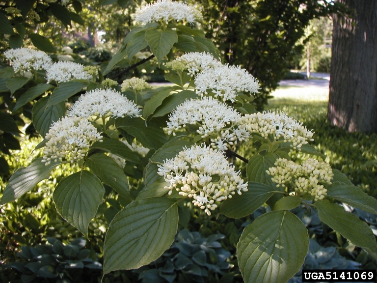 An Alternate-leaved dogwood shrub.